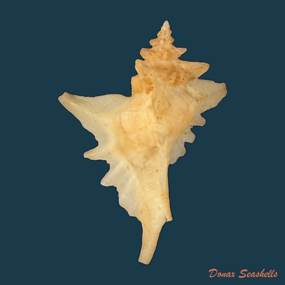 pteropurpura-deroyana-s-s-berry-1968-37-4mm-copia