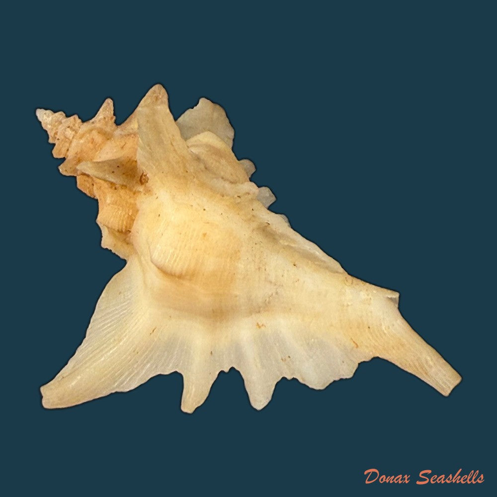 pteropurpura-deroyana-s-s-berry-1968-37-4mm-copia