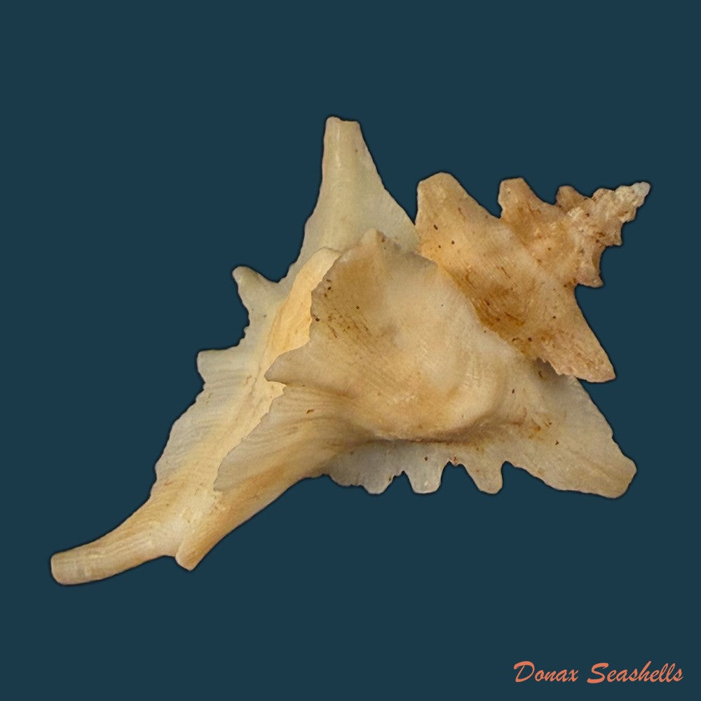 pteropurpura-deroyana-s-s-berry-1968-37-4mm-copia