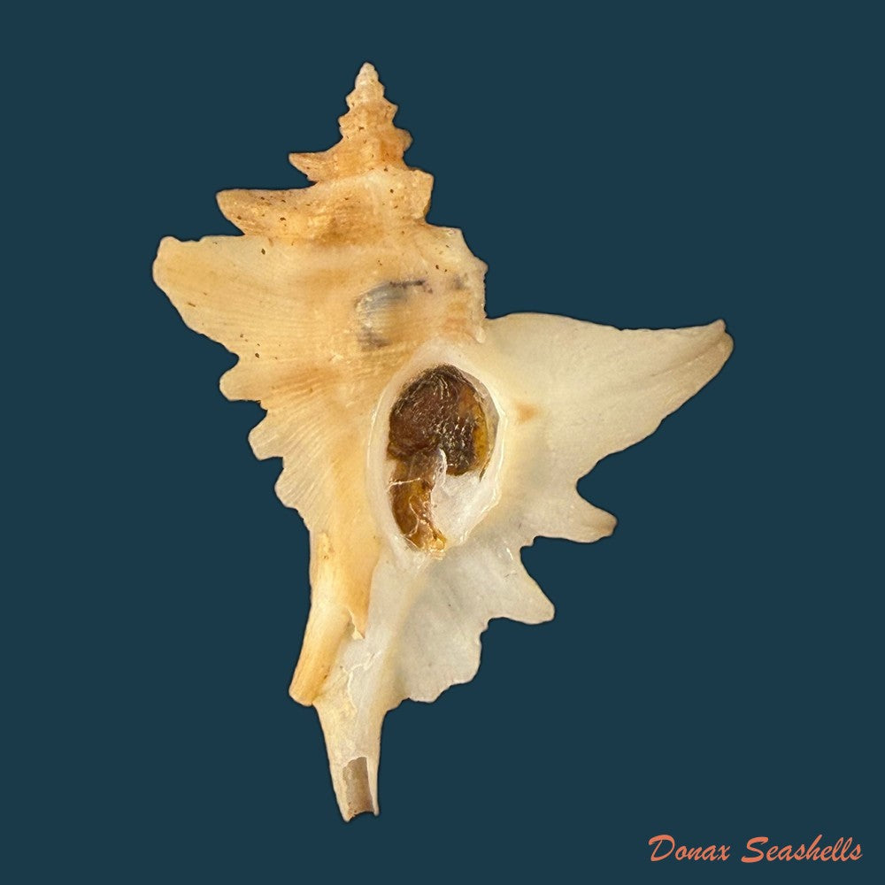 pteropurpura-deroyana-s-s-berry-1968-37-4mm-copia