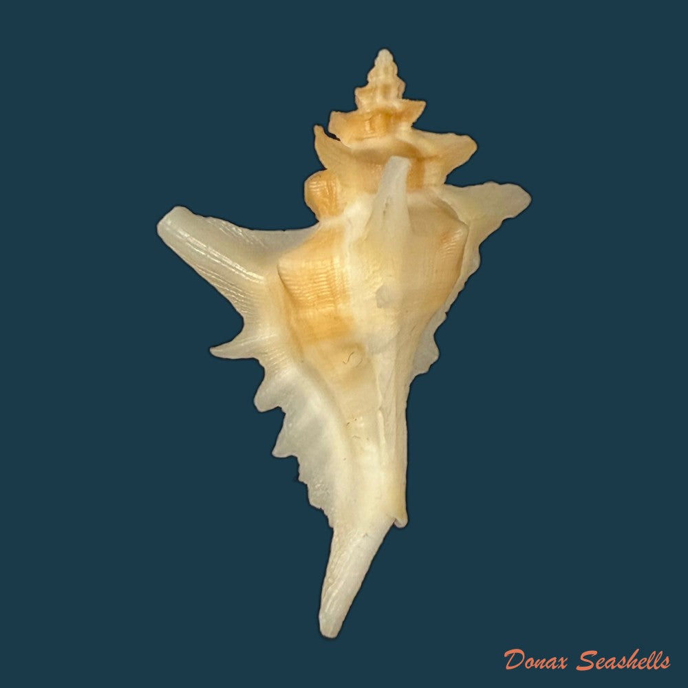 pteropurpura-deroyana-s-s-berry-1968-40-7mm-copia