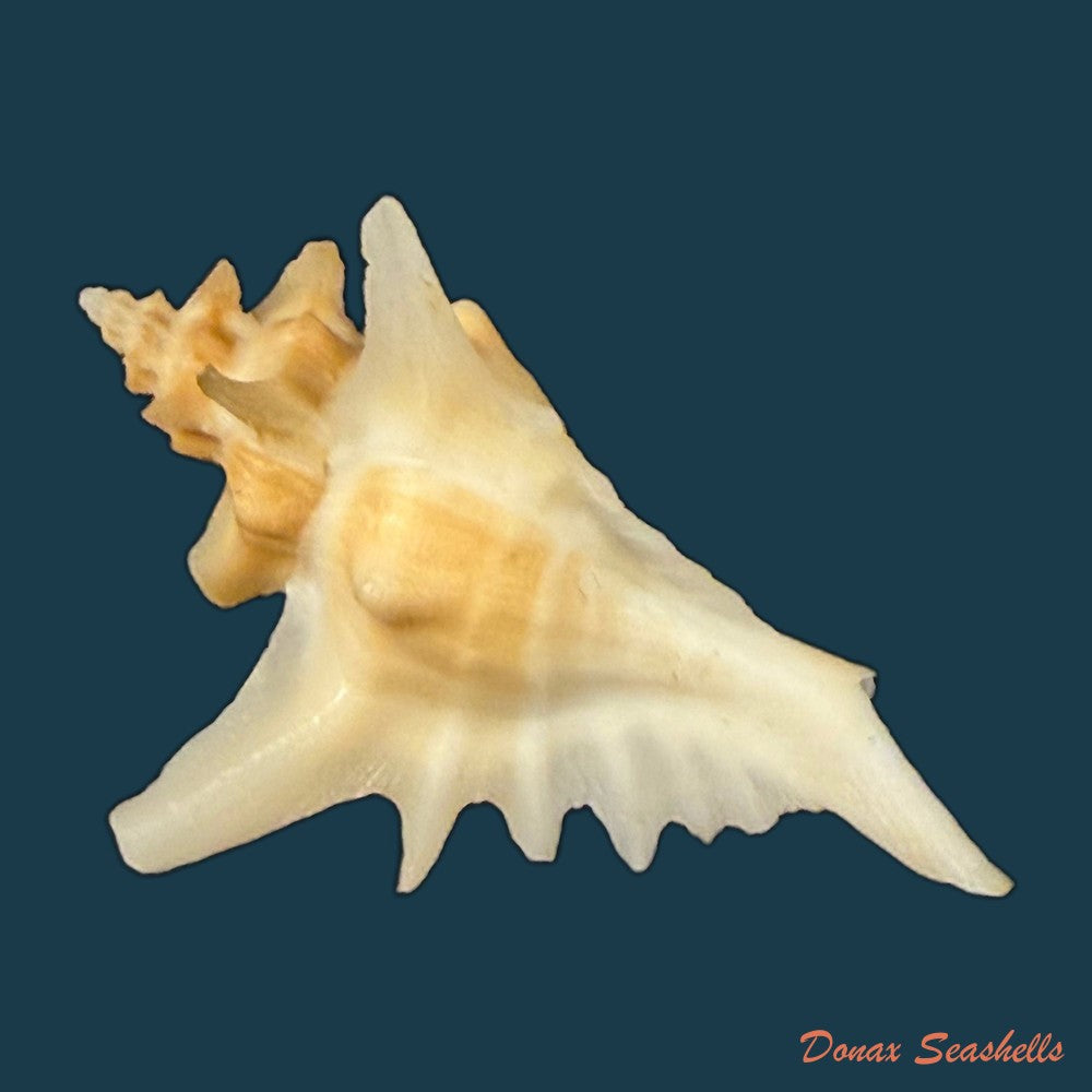 pteropurpura-deroyana-s-s-berry-1968-40-7mm-copia