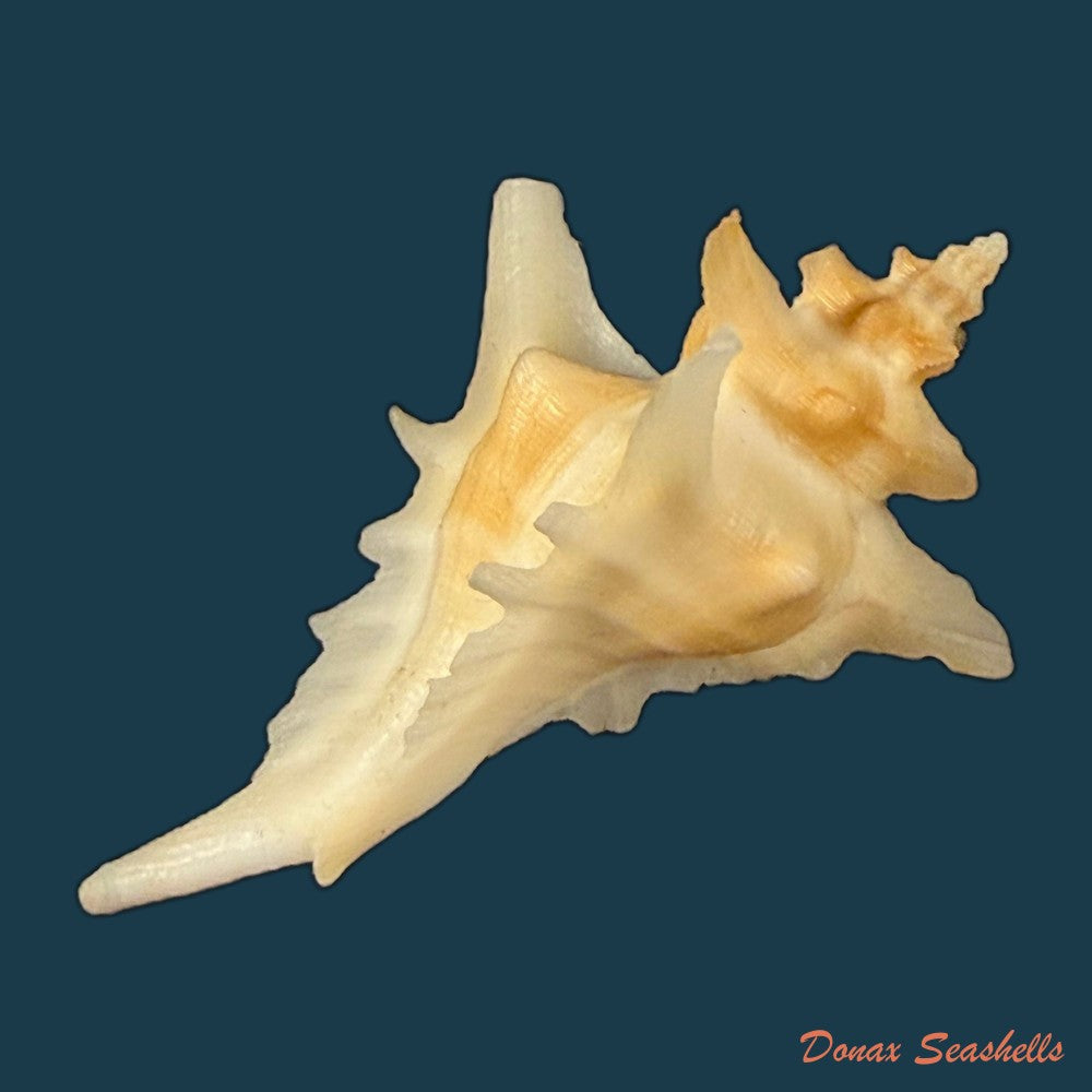 pteropurpura-deroyana-s-s-berry-1968-40-7mm-copia