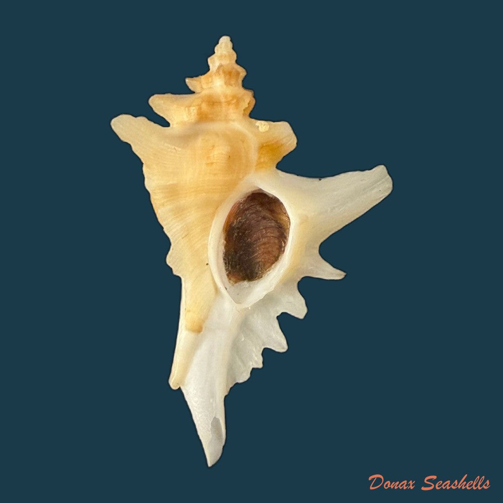 pteropurpura-deroyana-s-s-berry-1968-40-7mm-copia