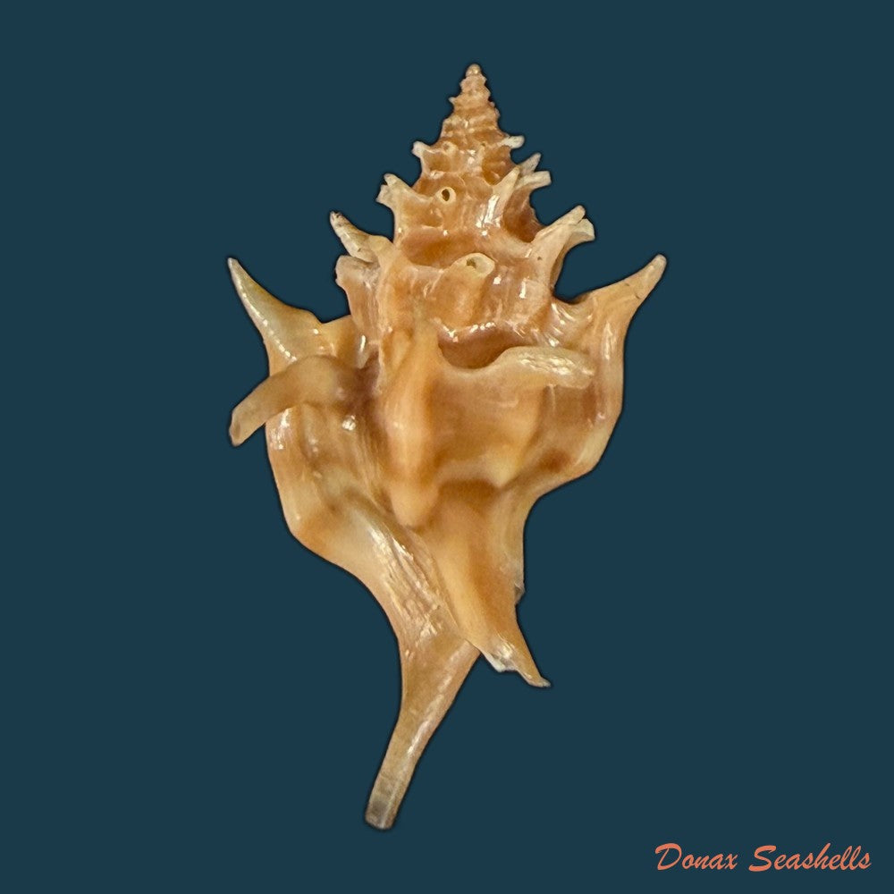 pteropurpura-deroyana-s-s-berry-1968-43-4mm-copia