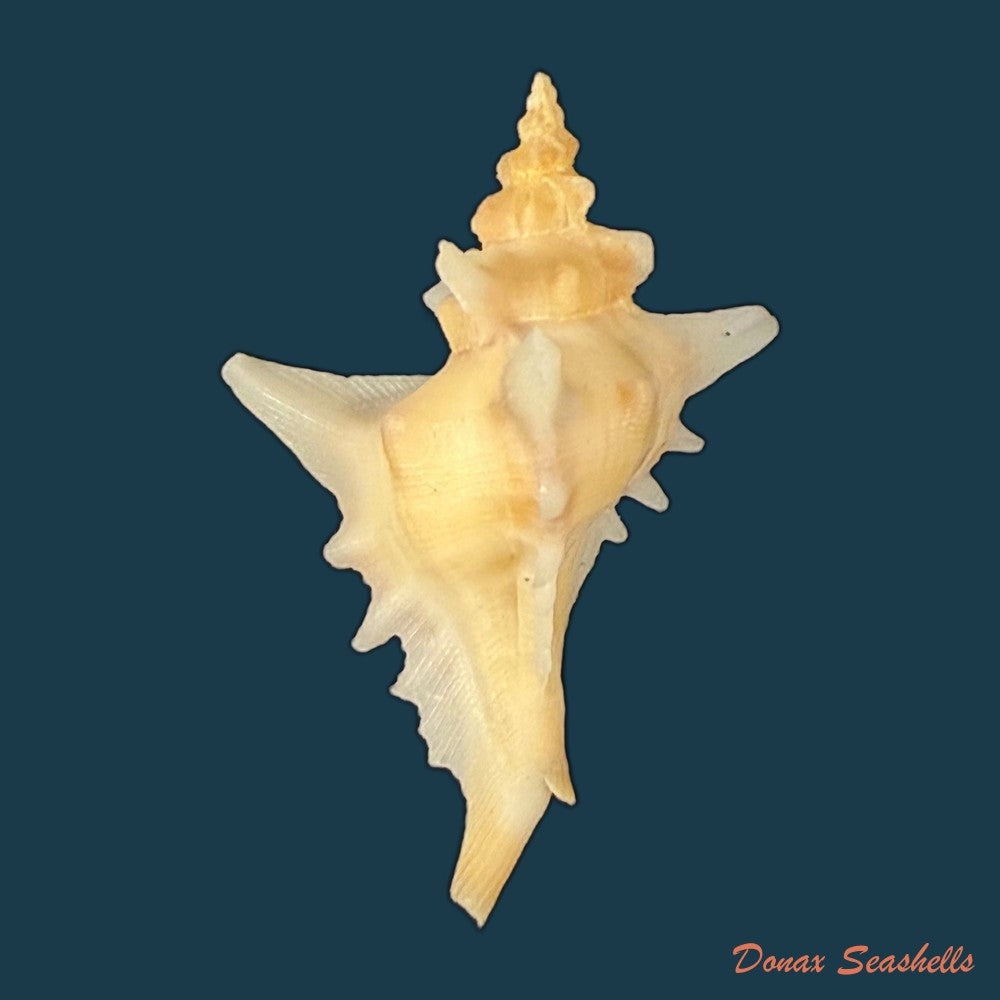 pteropurpura-deroyana-s-s-berry-1968-45-9mm-copia