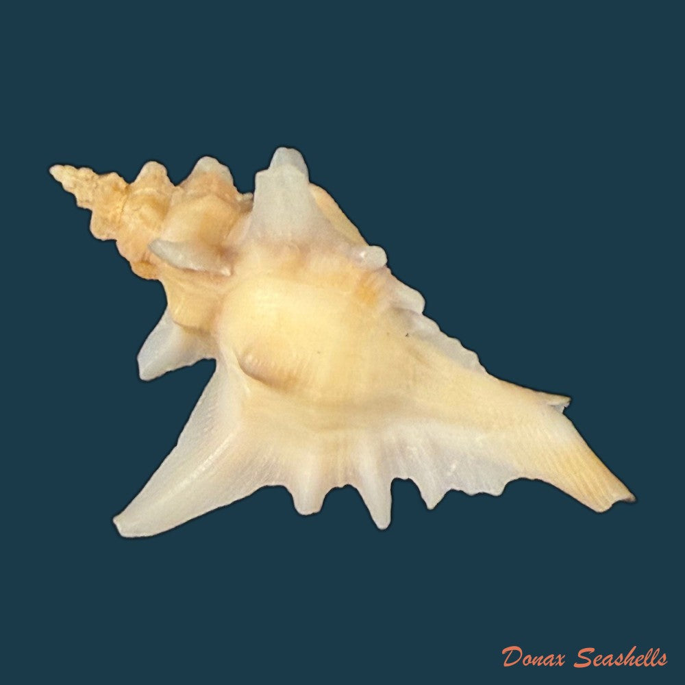 pteropurpura-deroyana-s-s-berry-1968-45-9mm-copia