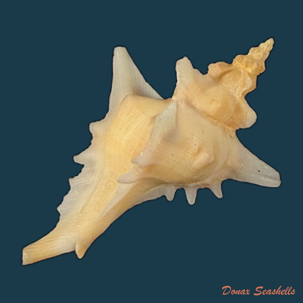 pteropurpura-deroyana-s-s-berry-1968-45-9mm-copia