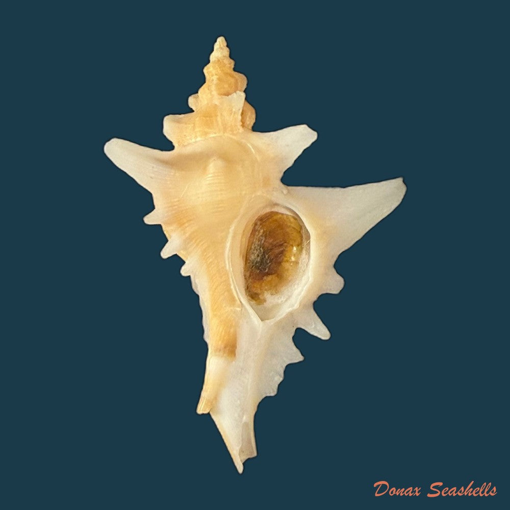 pteropurpura-deroyana-s-s-berry-1968-45-9mm-copia