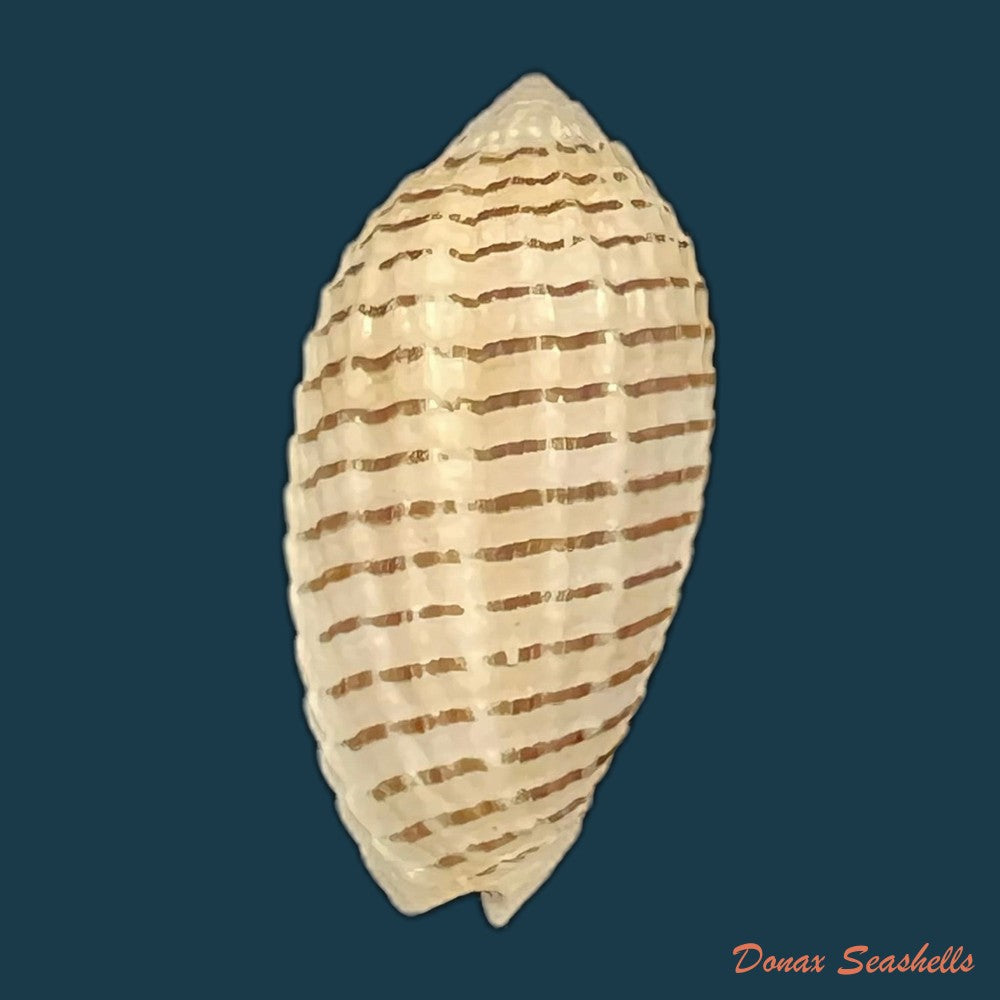 pterygia-fenestrata-lamarck-1811-20-9mm-copia