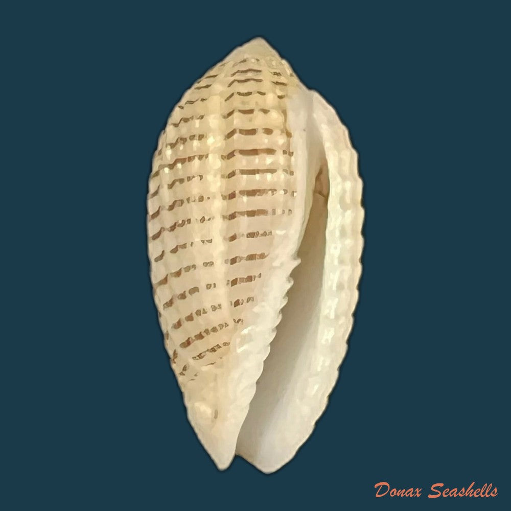 pterygia-fenestrata-lamarck-1811-20-9mm-copia