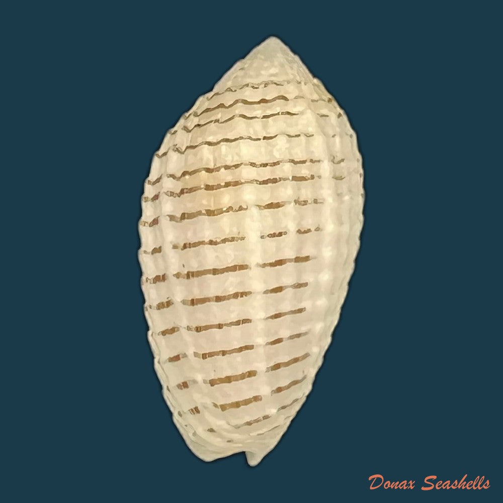 pterygia-fenestrata-lamarck-1811-21-6mm-copia