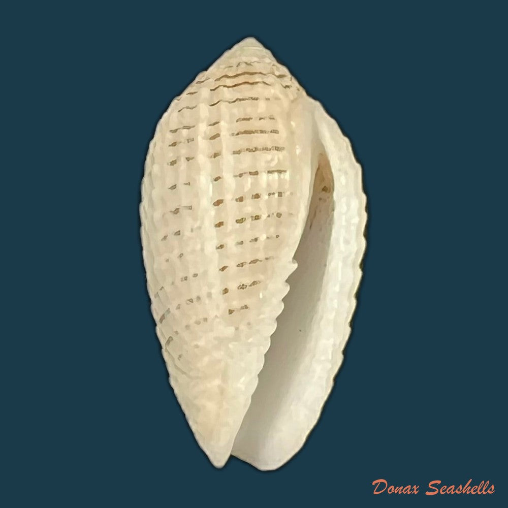 pterygia-fenestrata-lamarck-1811-21-6mm-copia