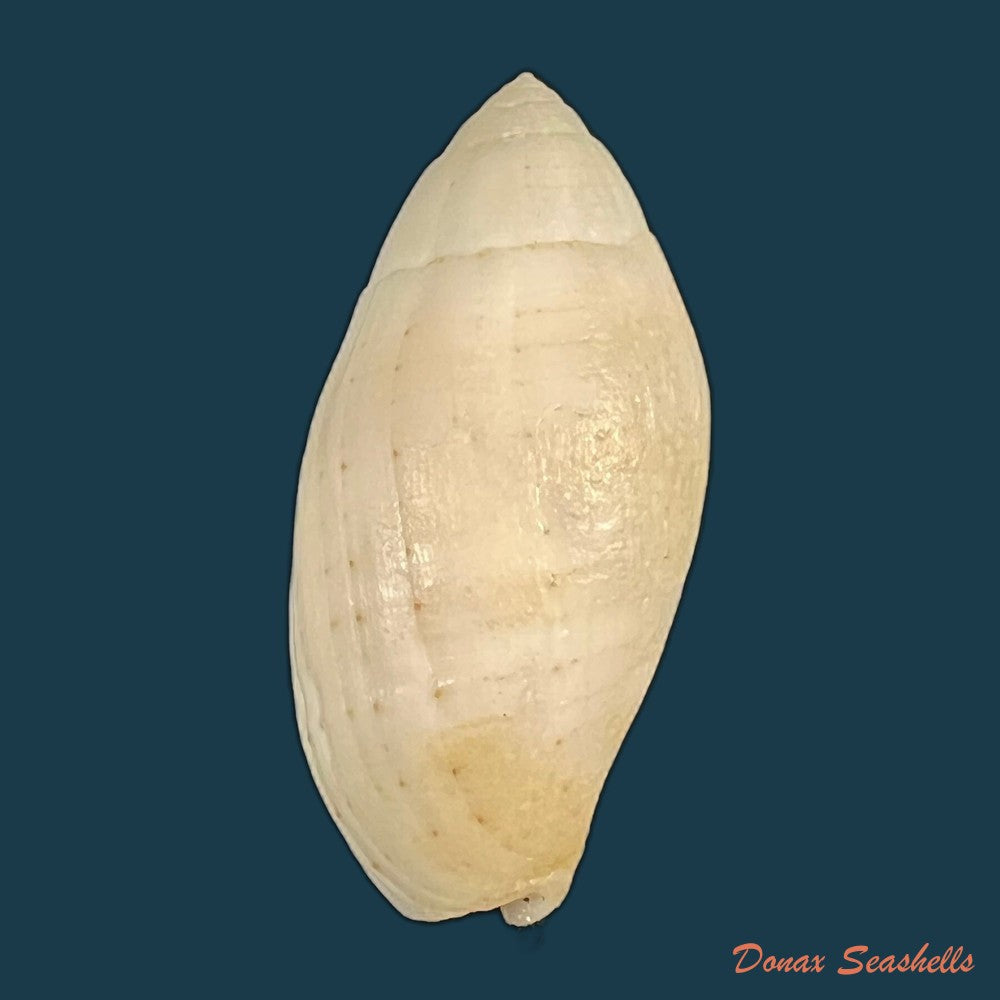 pterygia-nucea-gmelin-1791-31-4mm-copia