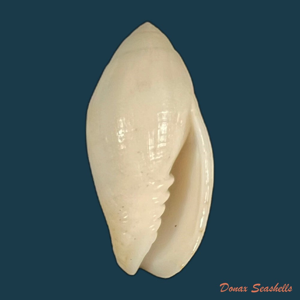 pterygia-nucea-gmelin-1791-31-4mm-copia