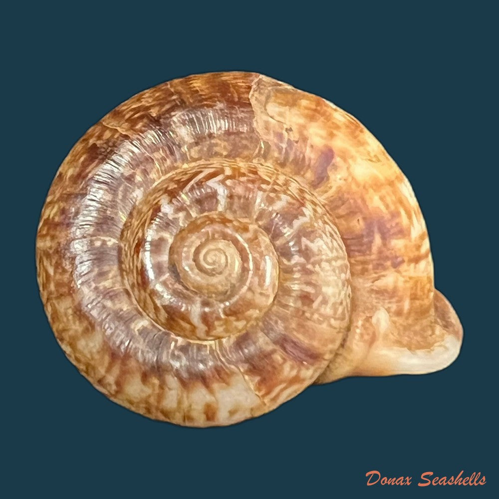 ptychopoma-lienense-gredler-1882-25-6mm-copia