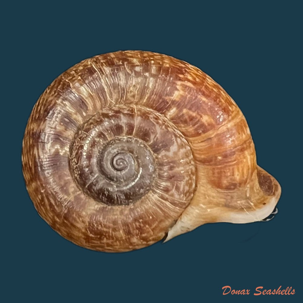 ptychopoma-lienense-gredler-1882-29-5mm-copia