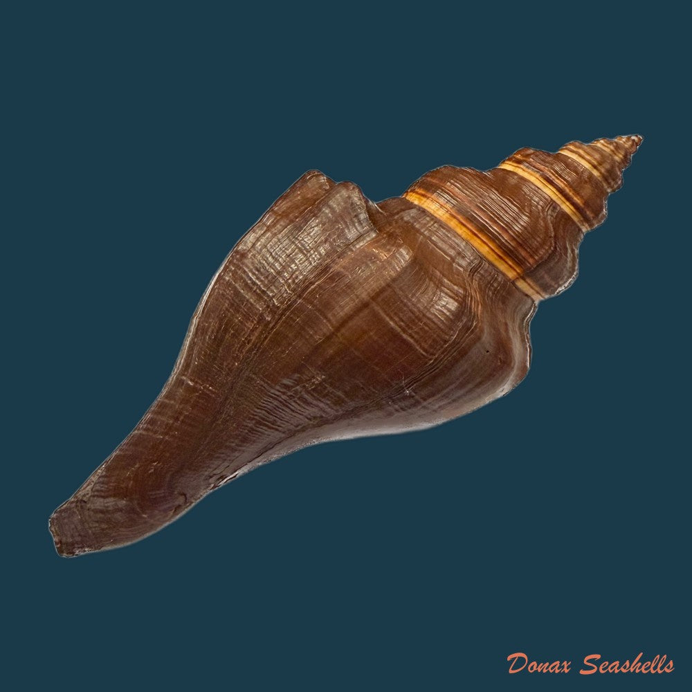 pugilina-morio-linnaeus-1758-178mm-copia