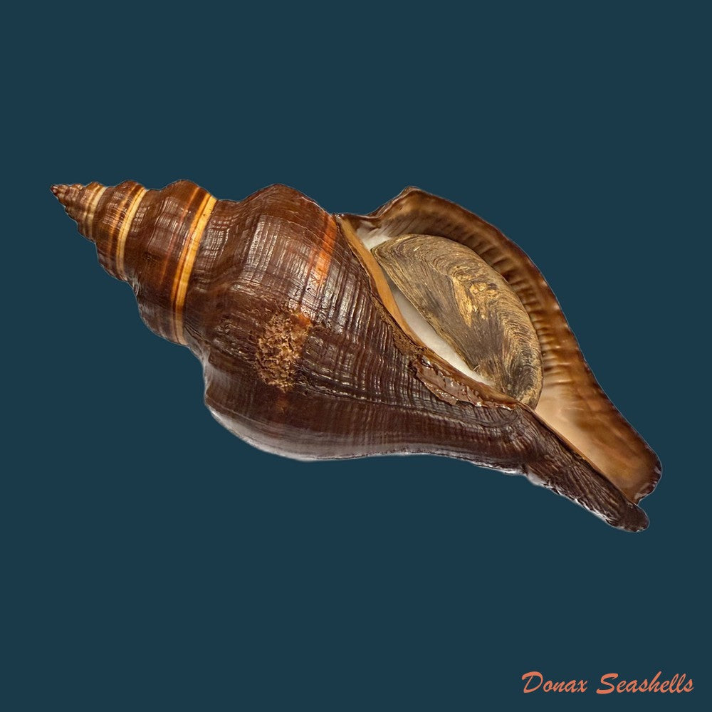 pugilina-morio-linnaeus-1758-178mm-copia