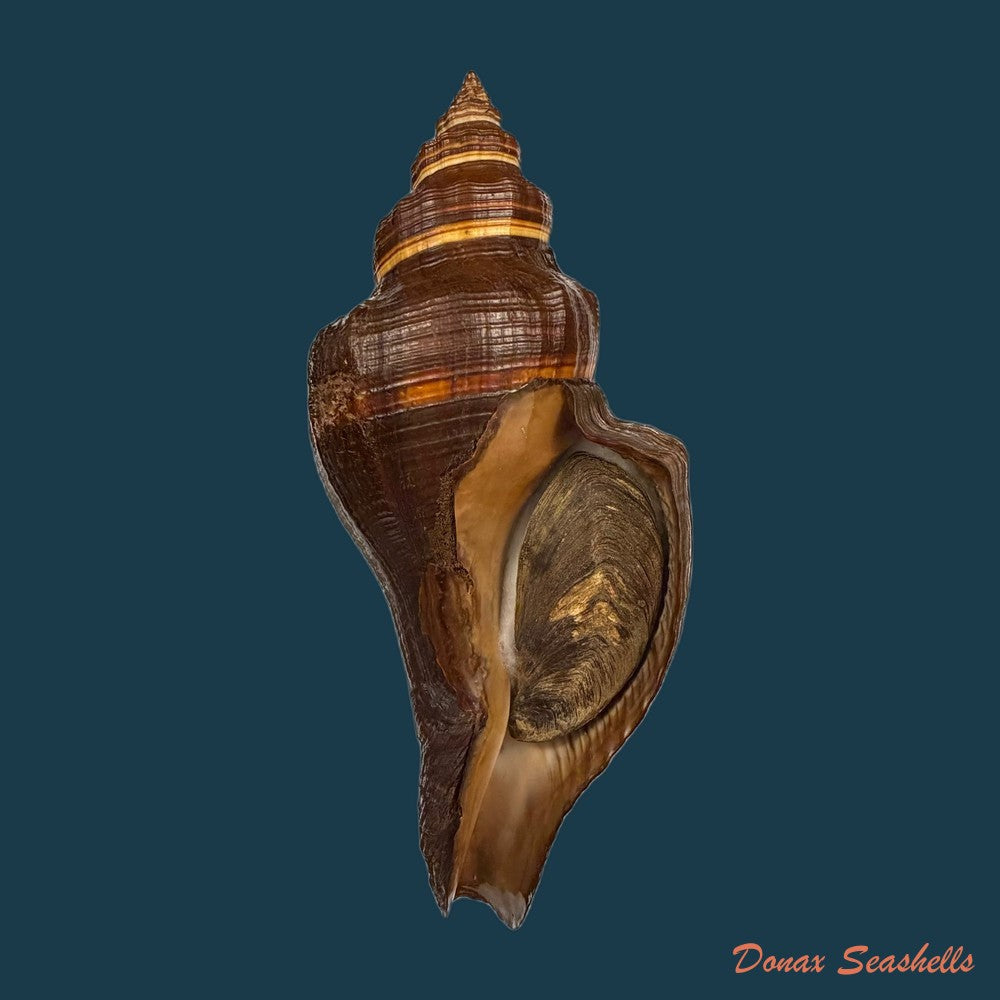 pugilina-morio-linnaeus-1758-178mm-copia