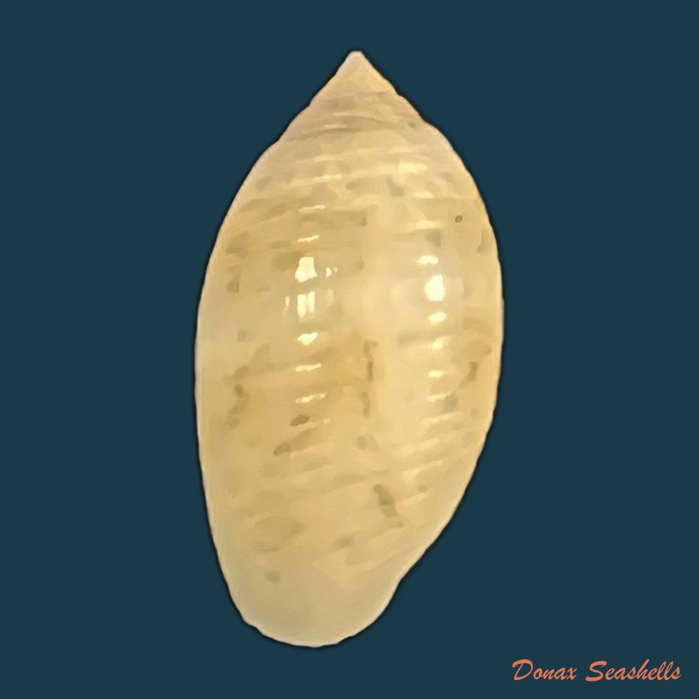 pupa-sulcata-gmelin-1791-14-7mm-copia