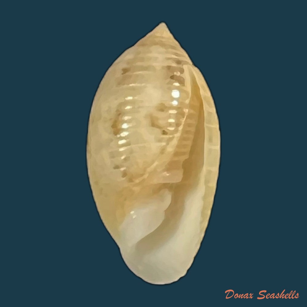 pupa-sulcata-gmelin-1791-14-7mm-copia