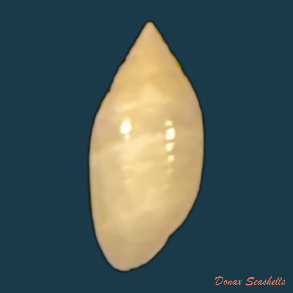 pupa-tessellata-reeve-1842-8-2mm-copia