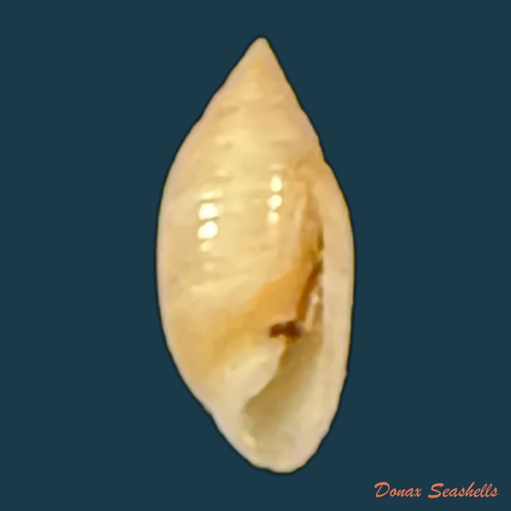 pupa-tessellata-reeve-1842-8-2mm-copia
