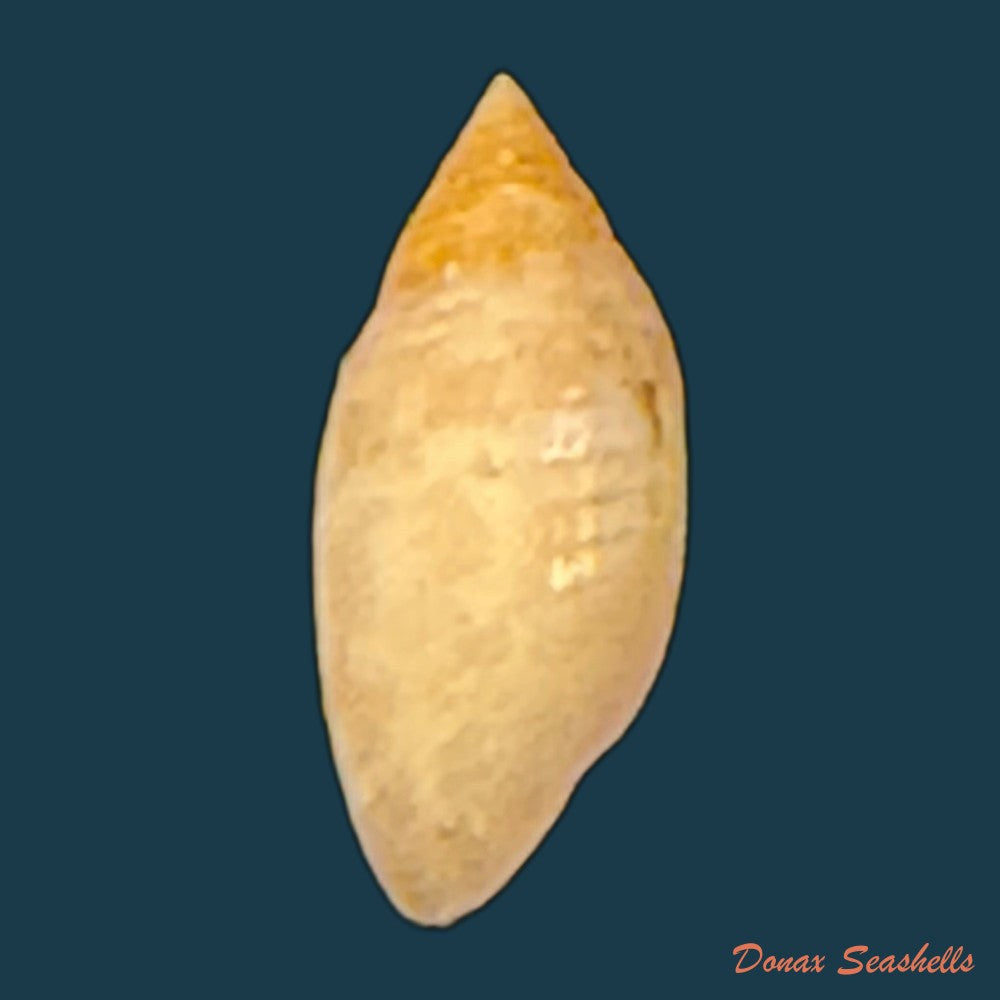 pupa-tessellata-reeve-1842-8-4mm-copia