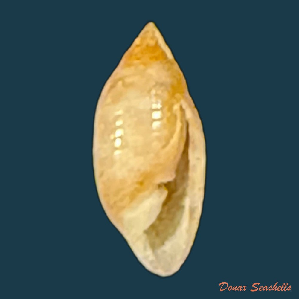 pupa-tessellata-reeve-1842-8-4mm-copia