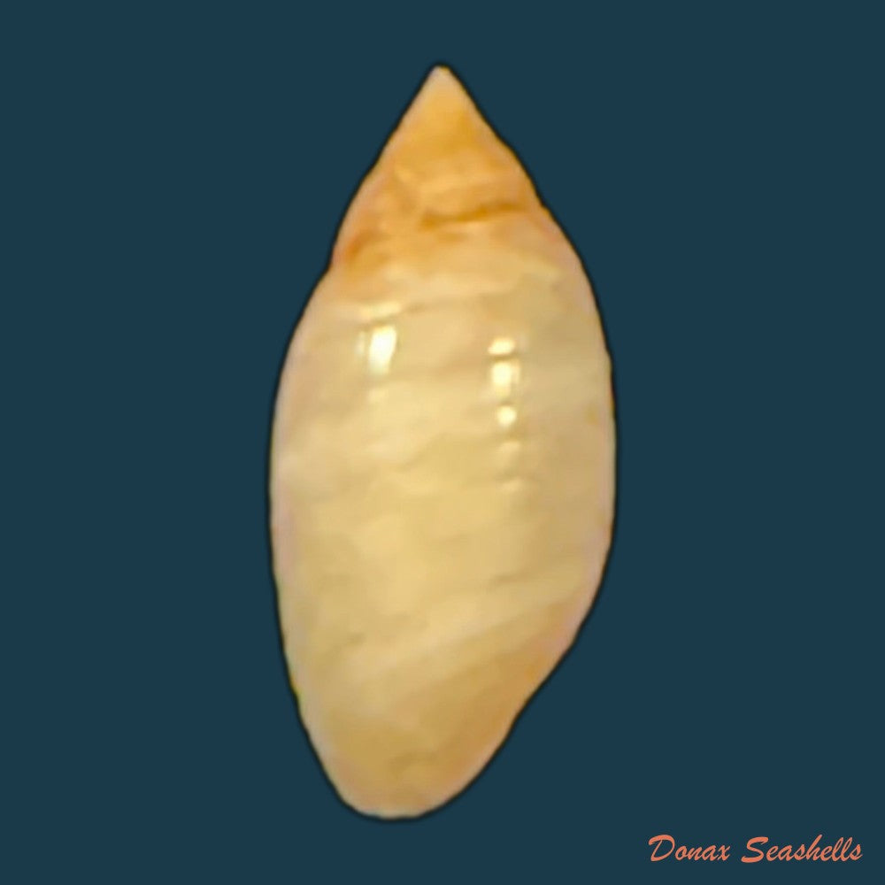 pupa-tessellata-reeve-1842-8-8mm-copia
