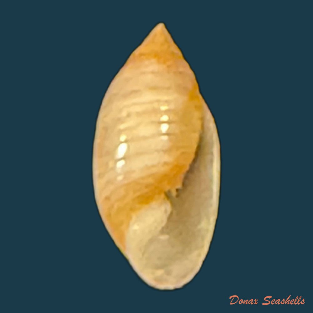 pupa-tessellata-reeve-1842-8-8mm-copia
