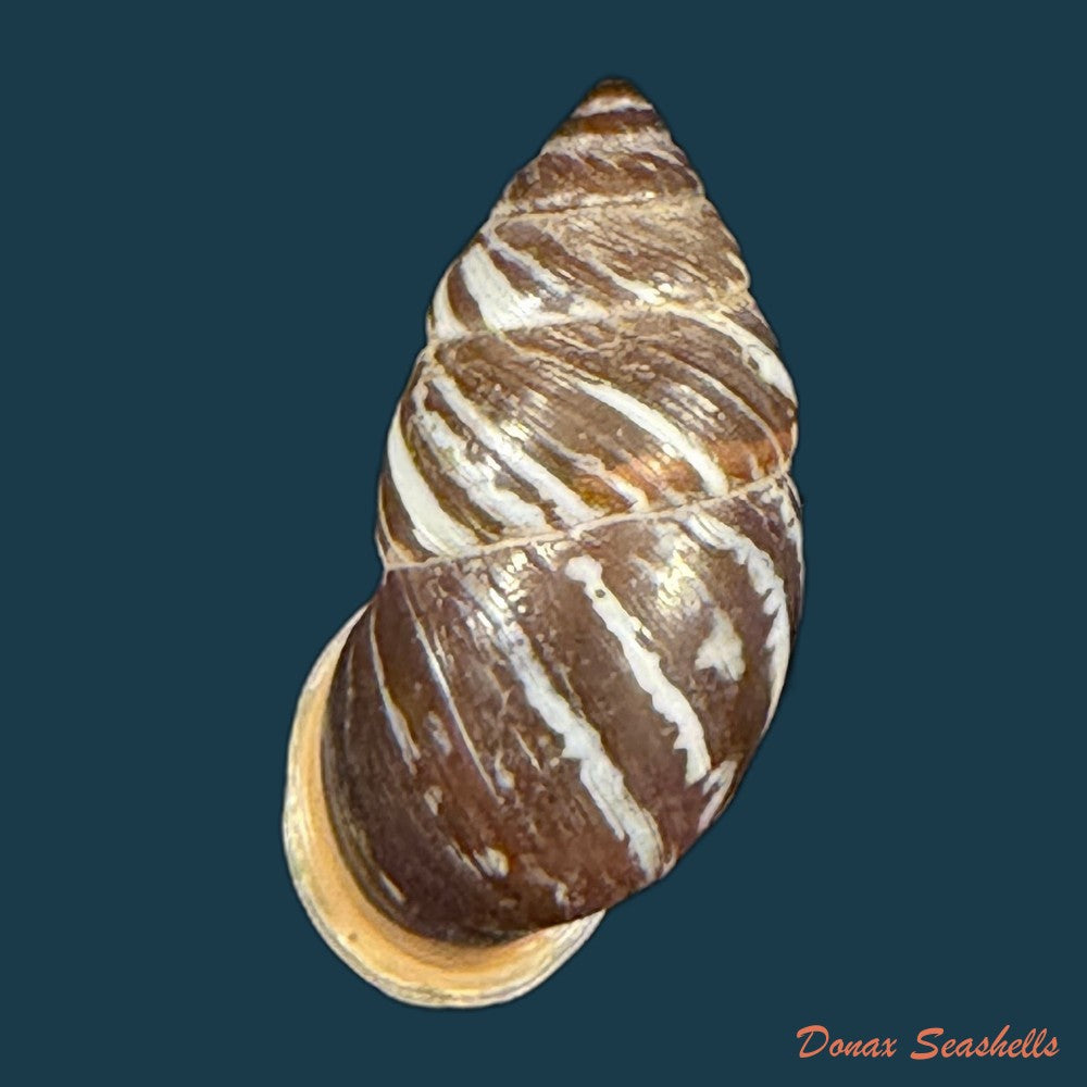pupinidius-melinostoma-o-f-von-mollendorff-1902-copia