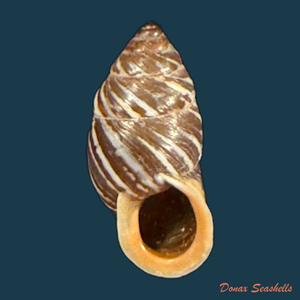 pupinidius-melinostoma-o-f-von-mollendorff-1902-copia