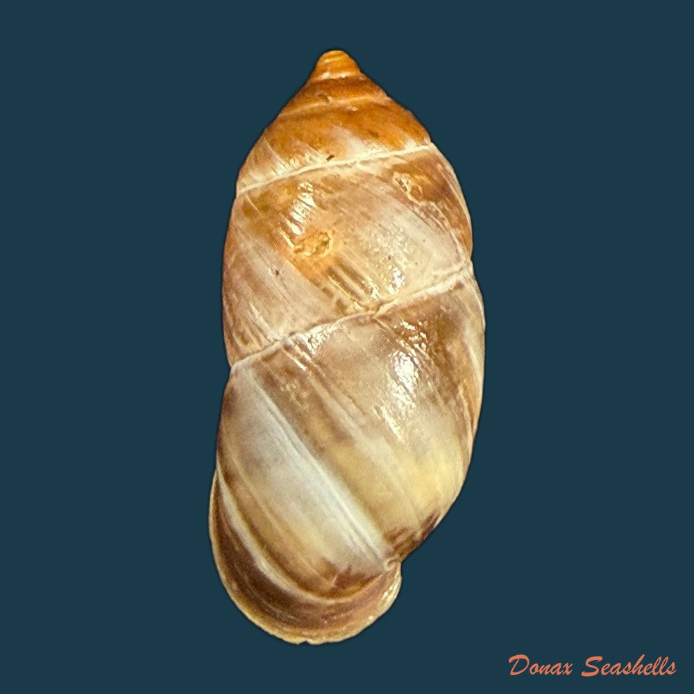 pupinidius-pulchellus-z-g-chen-y-t-dai-x-p-wu-ouyang-2024-22-8mm-copia