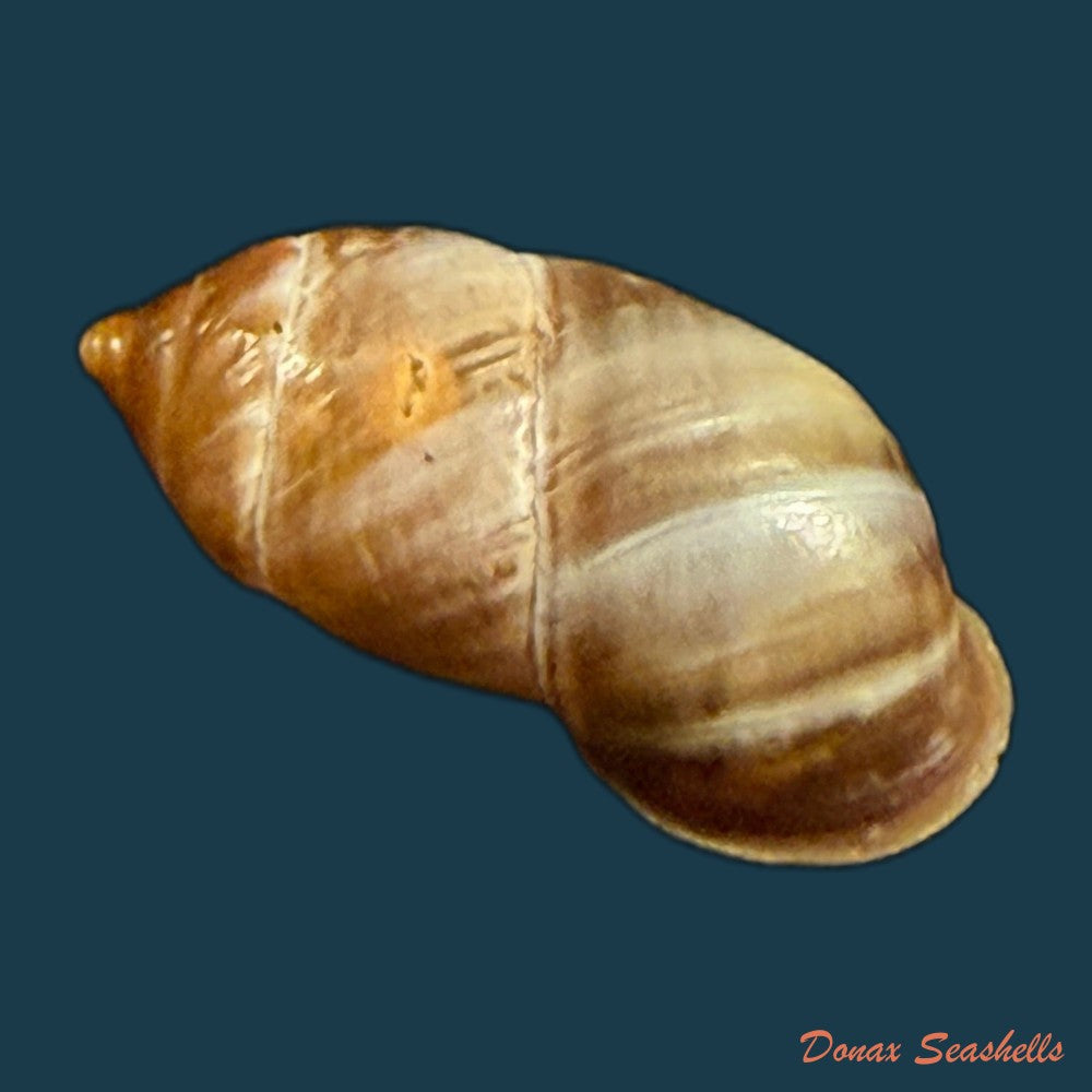 pupinidius-pulchellus-z-g-chen-y-t-dai-x-p-wu-ouyang-2024-22-8mm-copia