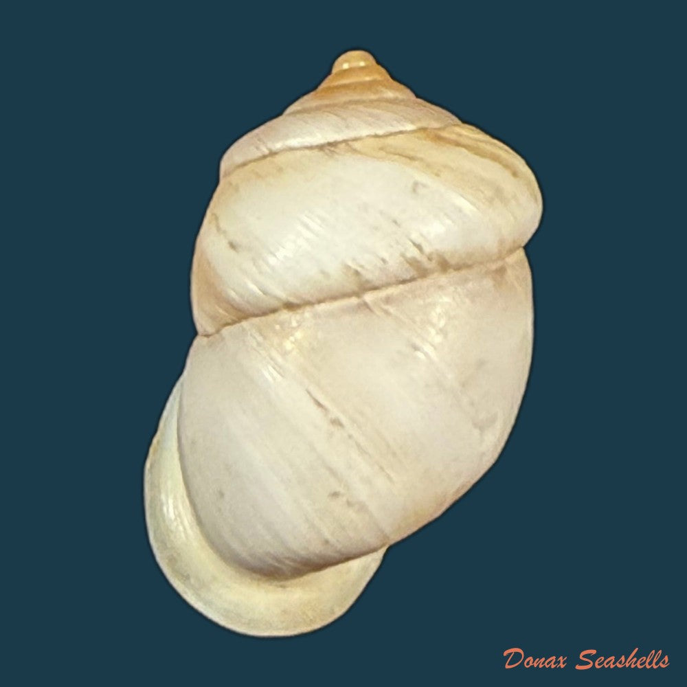 pupinidius-pupinella-altispirus-o-f-von-mollendorff-1922-copia-1