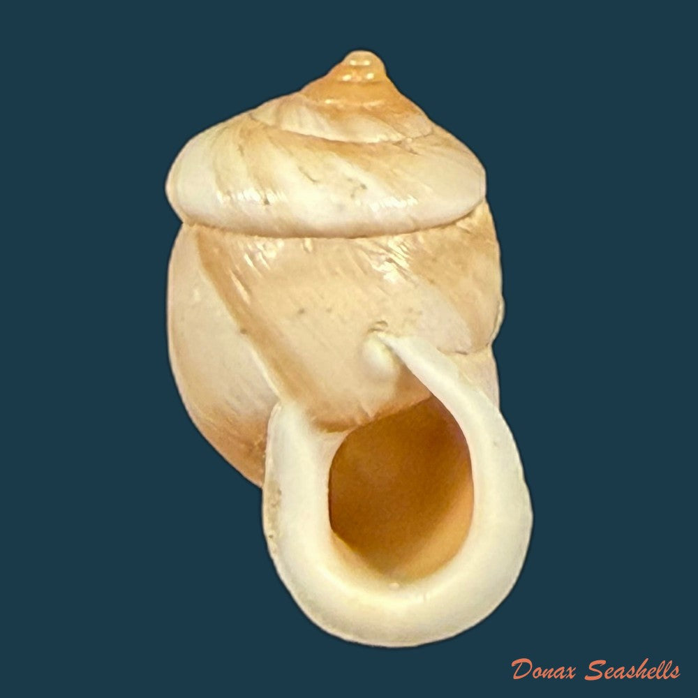 pupinidius-pupinella-altispirus-o-f-von-mollendorff-1922-copia-1