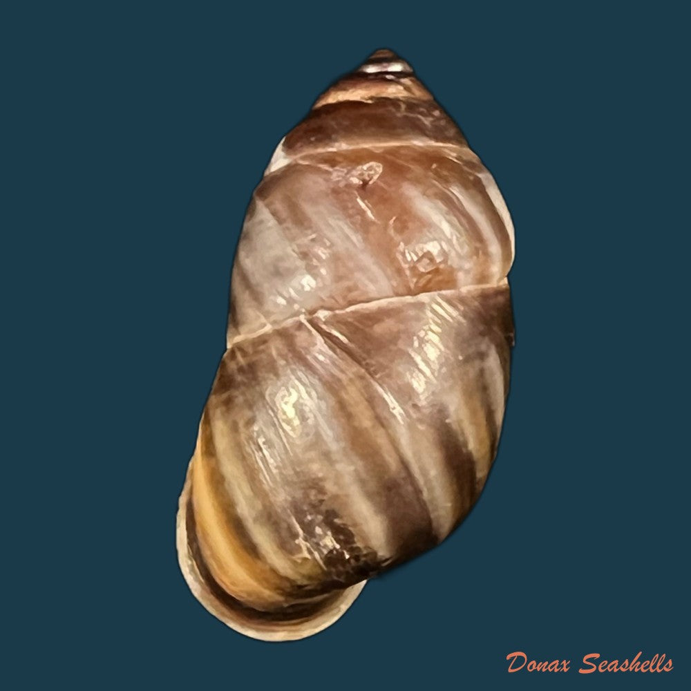 pupinidius-pupinella-altispirus-o-f-von-mollendorff-1922-copia