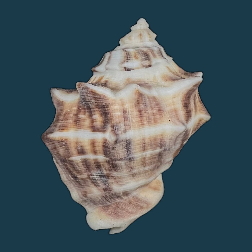 purpura-panama-roding-1798-57mm-copia