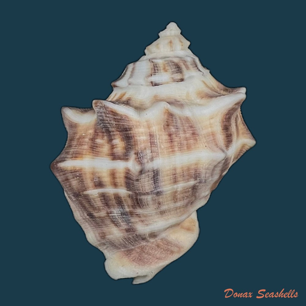 purpura-panama-roding-1798-57mm-copia