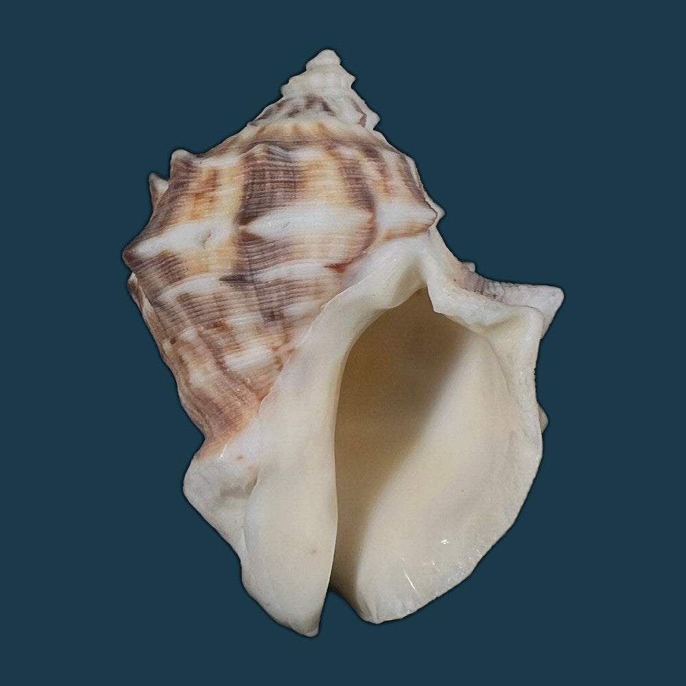 purpura-panama-roding-1798-57mm-copia