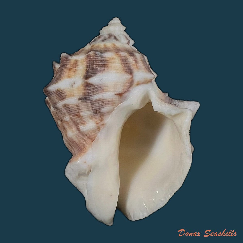purpura-panama-roding-1798-57mm-copia