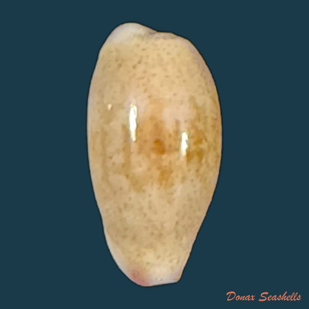 purpuradusta-fimbriada-gmelin-1791-11-7mm-copia-1
