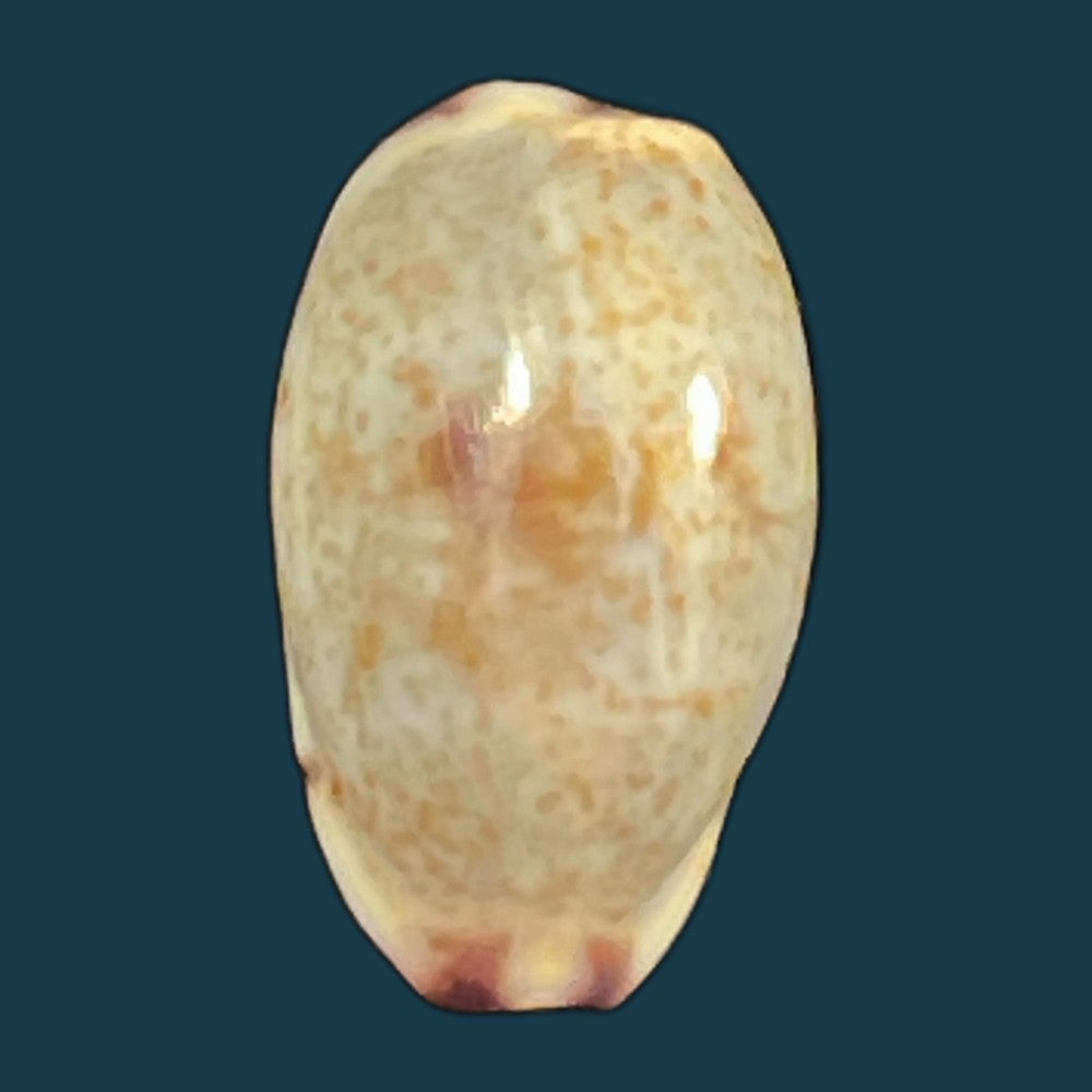 purpuradusta-fimbriada-gmelin-1791-11-7mm-copia