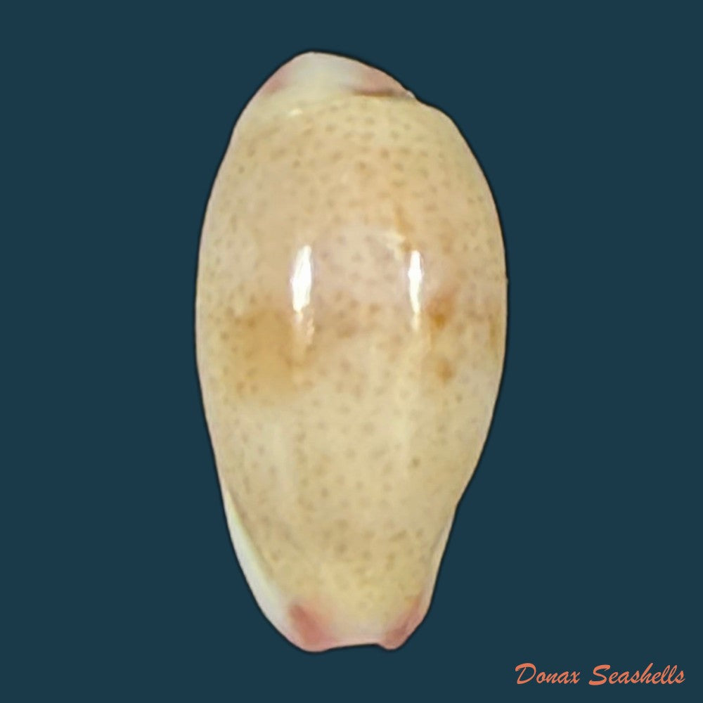 purpuradusta-fimbriada-gmelin-1791-12-4mm-copia