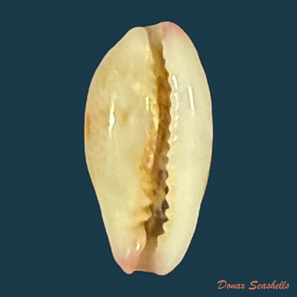 purpuradusta-fimbriada-gmelin-1791-12-4mm-copia
