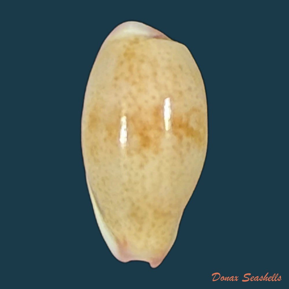 purpuradusta-fimbriada-gmelin-1791-12-5mm-copia