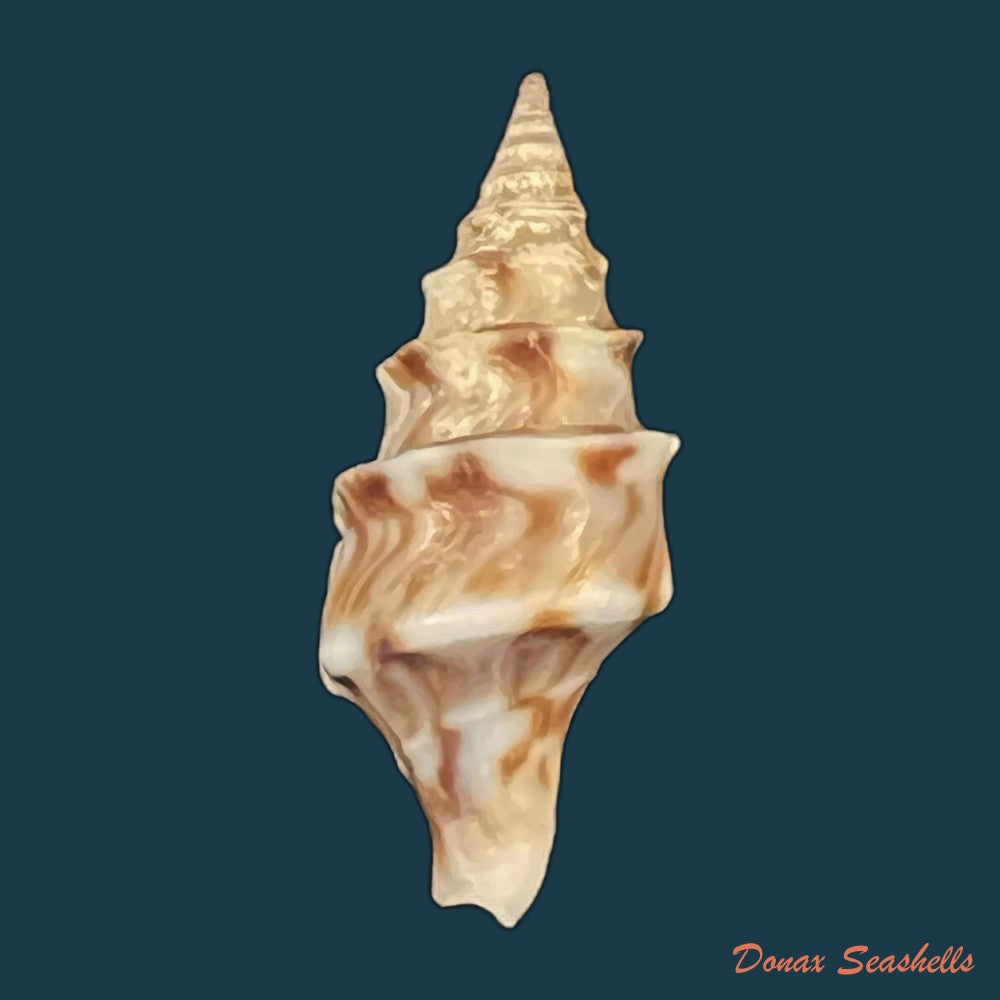 pusionella-nifat-bruguiere-1789-39-3mm-copia