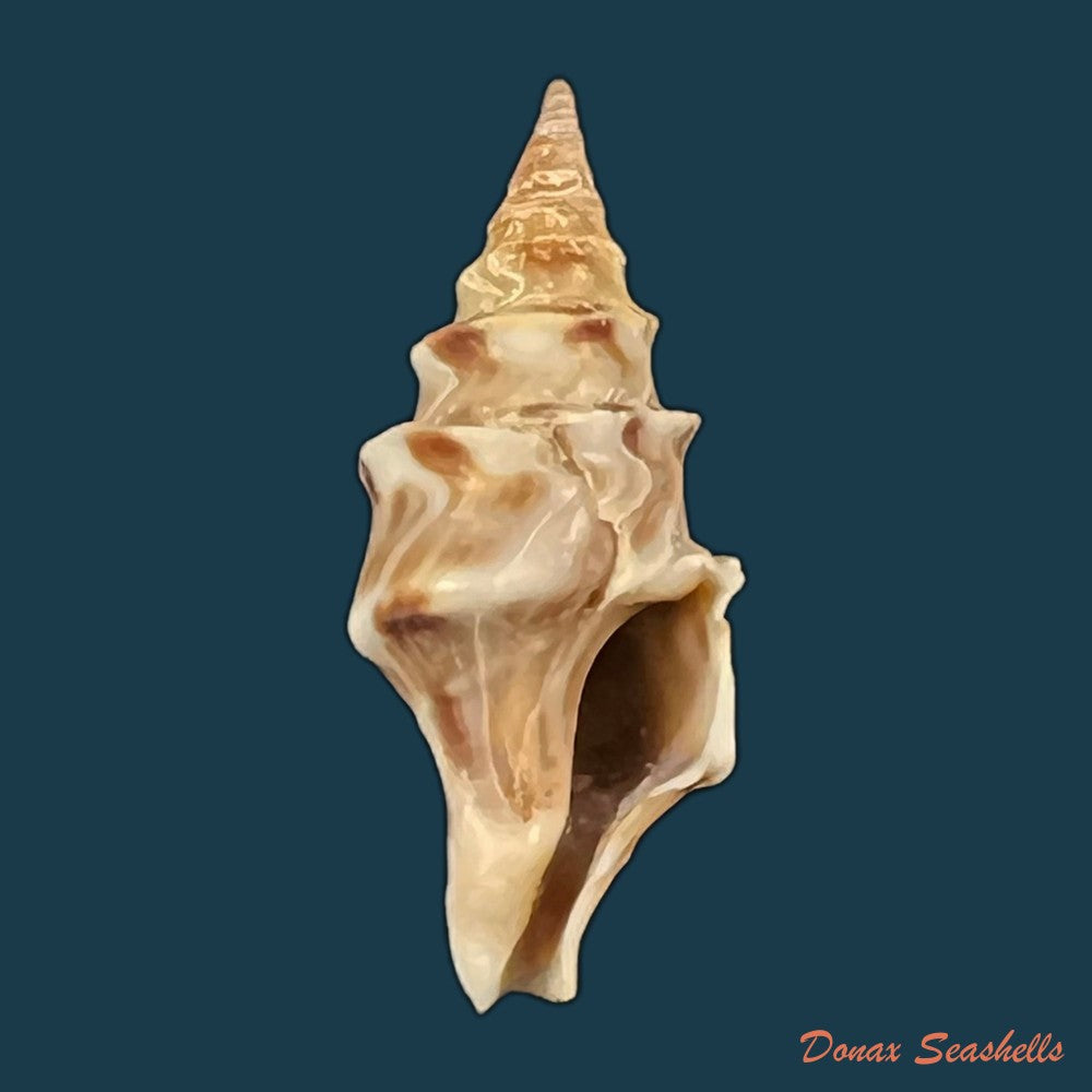 pusionella-nifat-bruguiere-1789-39-3mm-copia
